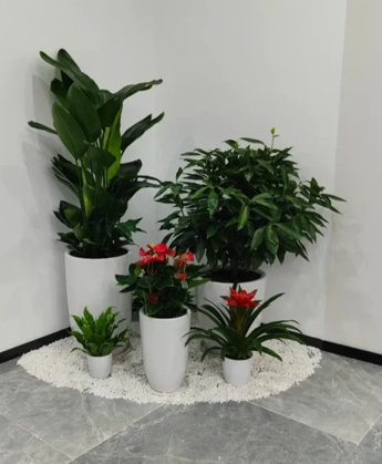 北仑绿化养护病虫害防治-江北办公室植物租赁店-奉化绿植摆放技巧-慈溪花木租摆影响因素
